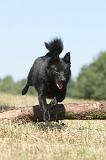 SCHIPPERKE 127